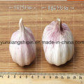 Chinese Normal White Garlic, Pure White Garlic Price